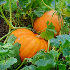 Braun Pumpkin Samen zum Pflanzen - Grow Your Own Harvest
