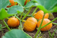 Braun Pumpkin Samen zum Pflanzen - Grow Your Own Harvest