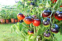 Schwarz Rot Tomate Samen zum Pflanzen