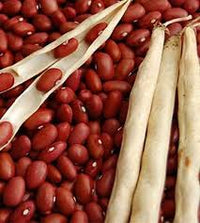 Rot Pole Kidney Bean Gemüsesamen für einfache Aussaat