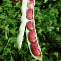 Rot Pole Kidney Bean Gemüsesamen für einfache Aussaat