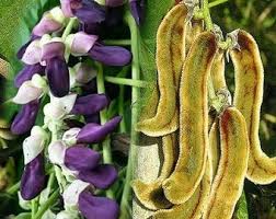 Velvet Bean Samen zum Pflanzen - Grow Your Own Gemüses