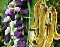 Velvet Bean Samen zum Pflanzen - Grow Your Own Gemüses