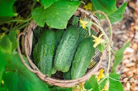 Cucumber Lyalyuk Little Mini Pickling Samen - Ideal for für den Hausgarten and Garden Growing