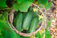Cucumber Lyalyuk Little Mini Pickling Samen - Ideal for für den Hausgarten and Garden Growing