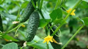 Cucumber Lyalyuk Little Mini Pickling Samen - Ideal for für den Hausgarten and Garden Growing