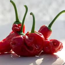 Pepper Gemüse Samen zum Pflanzen