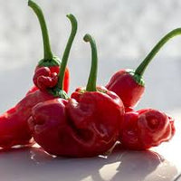 Pepper Gemüse Samen zum Pflanzen