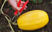 Spaghetti Squash Gemüsesamen für einfache Aussaat