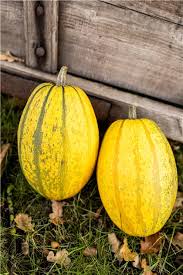 Graines de courge spaghetti pour un semis facile