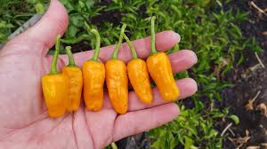 Datil Pepper Gemüsesamen for für den Hausgarten