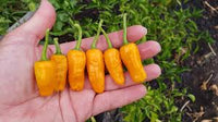 Datil Pepper Gemüsesamen for für den Hausgarten