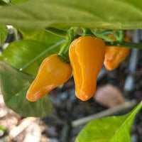 Datil Pepper Gemüsesamen for für den Hausgarten
