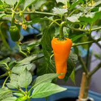 Datil Pepper Gemüsesamen for für den Hausgarten