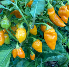 Graines de piment Datil pour le jardin potager