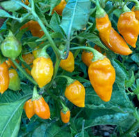 Datil Pepper Gemüsesamen for für den Hausgarten