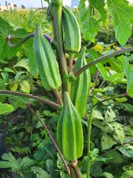 Okra Gemüsesamen für einfache Aussaat