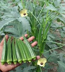 Okra Gemüsesamen für einfache Aussaat