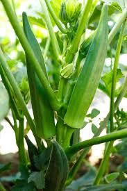 Okra Gemüsesamen für einfache Aussaat
