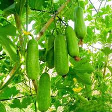 Hairy Gourd Gemüse Samen zum Pflanzen