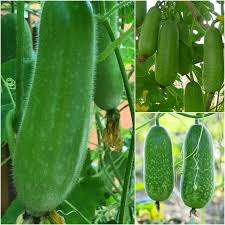 Graines de courge velue à planter