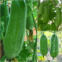 Hairy Gourd Gemüse Samen zum Pflanzen