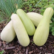 Bianco Di Trieste Zucchini Planting Samen - Grow Fresh Zucchinis All Year