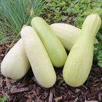 Bianco Di Trieste Zucchini Planting Samen - Grow Fresh Zucchinis All Year