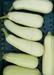 Bianco Di Trieste Zucchini Planting Samen - Grow Fresh Zucchinis All Year