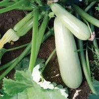 Bianco Di Trieste Zucchini Planting Samen - Grow Fresh Zucchinis All Year