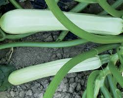 Graines de courgette Bianco Di Trieste à planter – cultivez des courgettes fraîches toute l’année