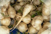 Jicama Gemüse Samen zum Pflanzen