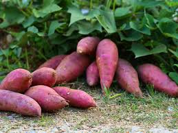 Süßkartoffel Gemüsesamen - Easy Planting for Home Growers
