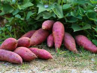 Süßkartoffel Gemüsesamen - Easy Planting for Home Growers