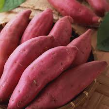Graines de patate douce – plantation facile pour les jardiniers amateurs