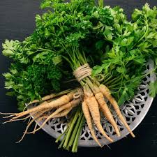 Hamburg Parsley Gemüsesamen für einfache Aussaat