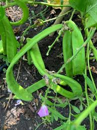 Sword Bean Gemüse Planting Samen