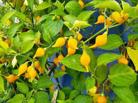 Gelb Biquinho Pepper Planting Samen - Vibrant Fruit for Your Garden
