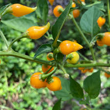 Graines de piment Biquinho jaune à planter – fruits éclatants pour votre jardin