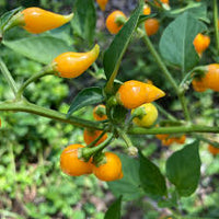 Gelb Biquinho Pepper Planting Samen - Vibrant Fruit for Your Garden