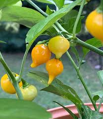 Gelb Biquinho Pepper Planting Samen - Vibrant Fruit for Your Garden