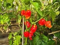 Scorpion Gemüse Samen zum Pflanzen