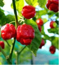 Scorpion Gemüse Samen zum Pflanzen