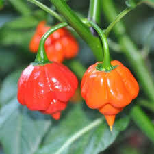 Graines de piment Scorpion à planter