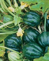 Table King Bush Acorn Squash Planting  Seed for Robust Growth and Delicious Harvest in Your Garden