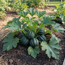 Table King Bush Acorn Squash Planting  Seed for Robust Growth and Delicious Harvest in Your Garden