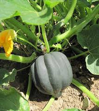 Table King Bush Acorn Squash Planting  Seed for Robust Growth and Delicious Harvest in Your Garden