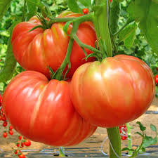 Graines de tomate géante à planter