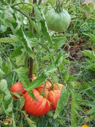 Giant Tomate Gemüse Planting Samen