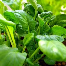 Dwarf Pak Choi Gemüsesamen - Perfect zum Pflanzen